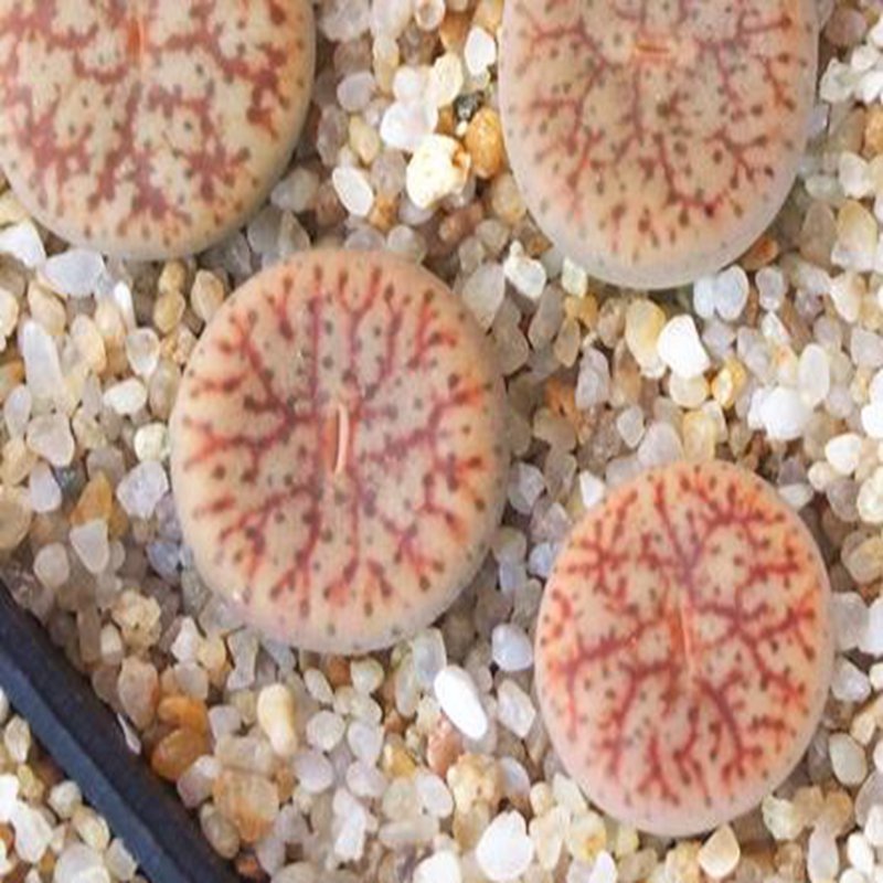 1Pcs A Set  lithop  C100  Mini Plant ProQgf