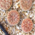 1Pcs A Set  lithop  C100  Mini Plant ProQgf