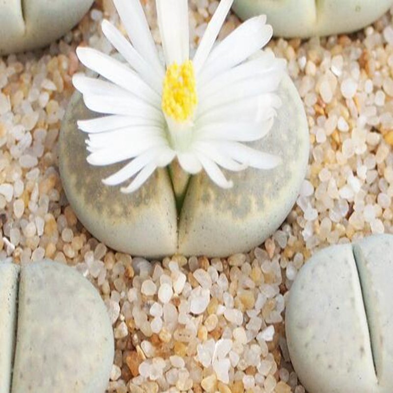1Pcs A Set  lithop C410  Mini Plant ProQgf