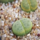 1Pcs A Set  lithop C206a Mini Plant ProQgf