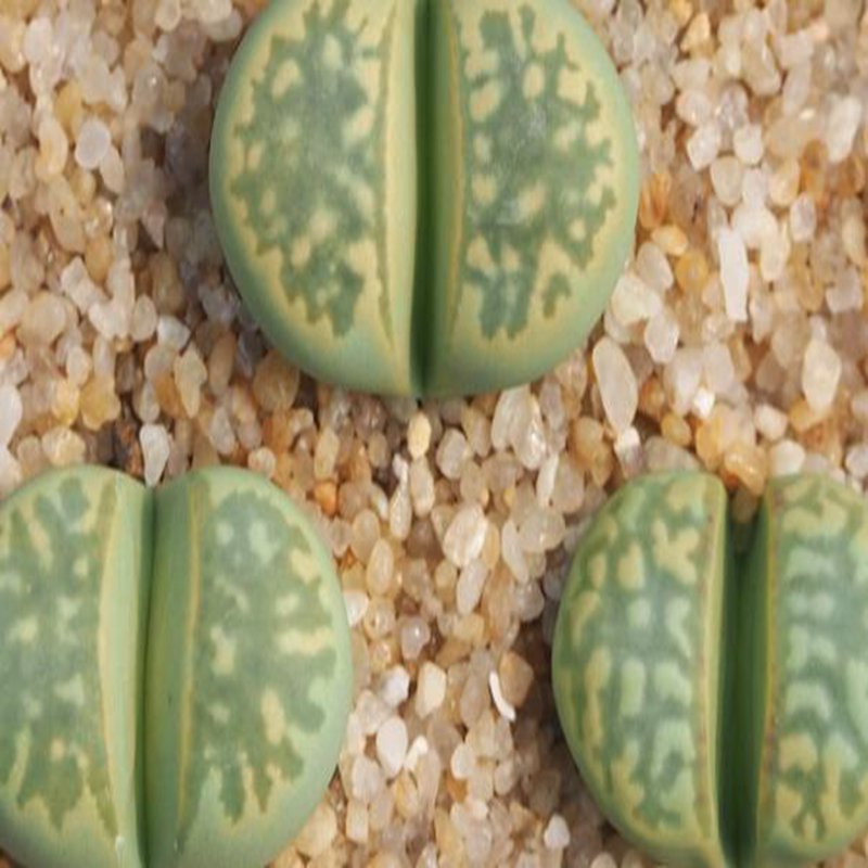1Pcs A Set  lithop Polepsky Smaragd Mini Plant ProQgf