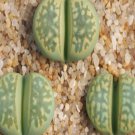 1Pcs A Set  lithop Polepsky Smaragd Mini Plant ProQgf