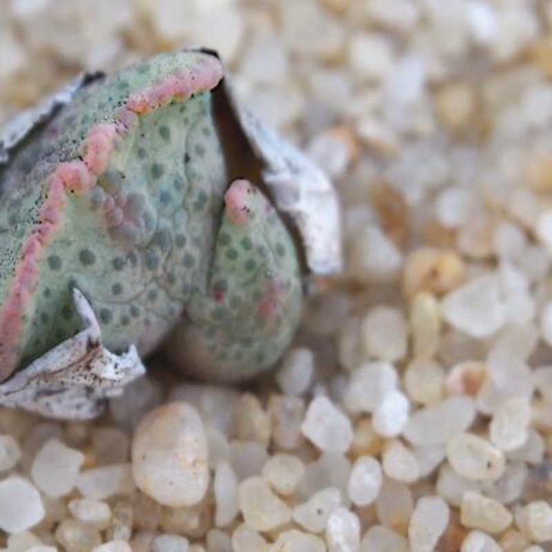 1Pcs A Set  conophytum M154   Mini Plant ProQgf