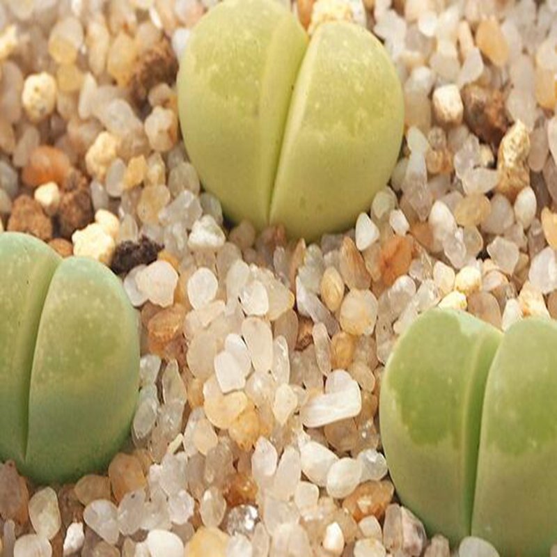 1Pcs A Set  lithop C404  Mini Plant ProQgf