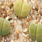 1Pcs A Set  lithop C404  Mini Plant ProQgf