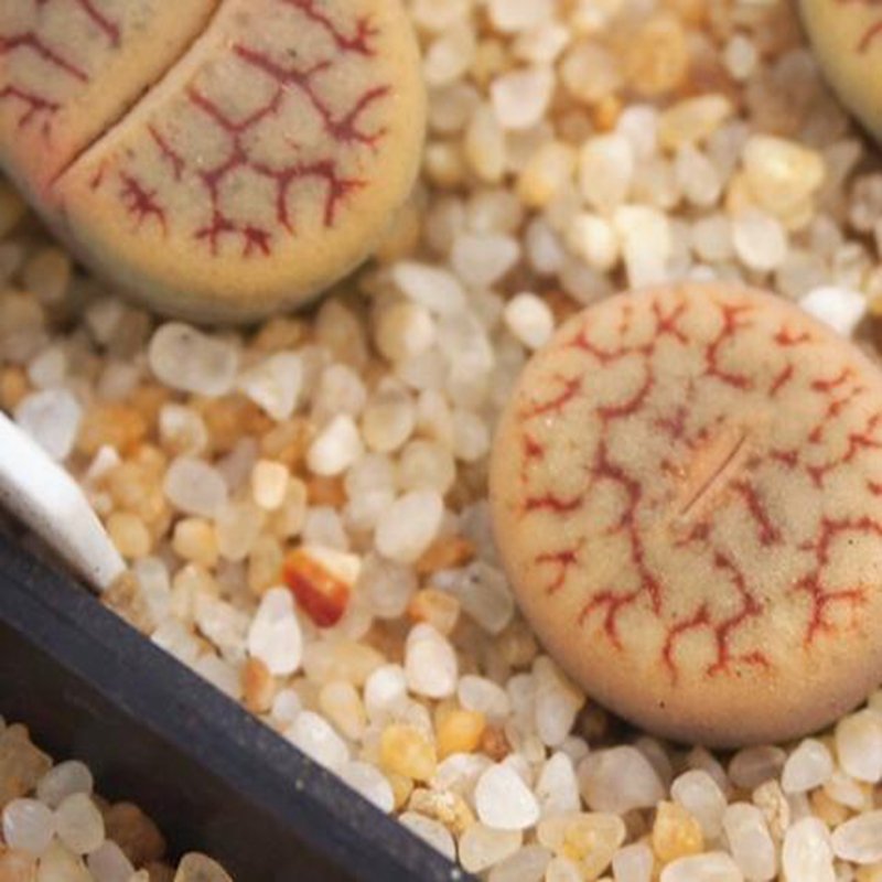 1Pcs A Set  lithop C383  Mini Plant ProQgf