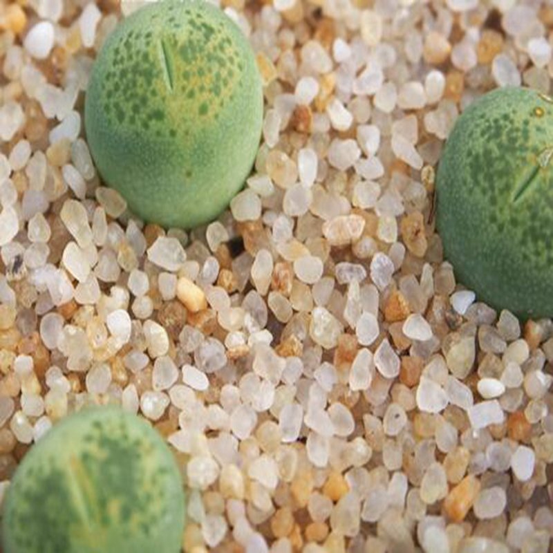 1Pcs A Set  lithop C345a  Mini Plant ProQgf