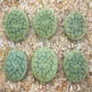 1Pcs A Set  lithop Green Ivory Mini Plant ProQgf
