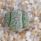 1Pcs A Set  conophytum M335 Mini Plant ProQgf