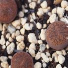 1Pcs A Set  lithop  C204 rubrobrunnea Mini Plant ProQgf