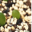 1Pcs A Set  conophytum  Acutum Mini Plant ProQgf