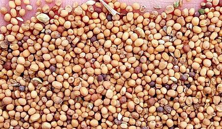 5000Pcs A Set Semen sinapis seed ProQgf