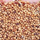 5000Pcs A Set Semen sinapis seed ProQgf