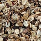1000Pcs A Set Fatsia japonica seed ProQgf