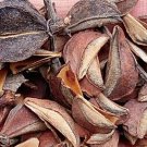 500Pcs A Set Exochorda racemosa Seed ProQgf
