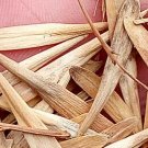 500Pcs A Set Fraxinus chinensis  Seed ProQgf