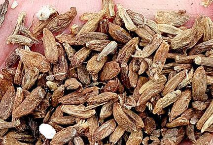 500Pcs A Set  Atractylodes macrocephala Seed ProQgf