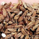 500Pcs A Set  Atractylodes macrocephala Seed ProQgf
