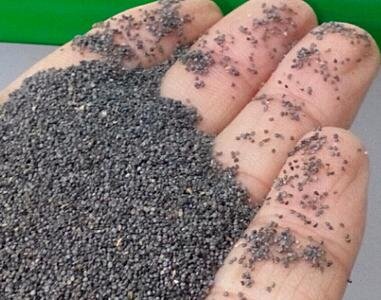 5000Pcs A Set  Scutellaria barbata Seed ProQgf