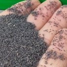 5000Pcs A Set  Scutellaria barbata Seed ProQgf