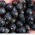 300Pcs A Set Koelreuteria paniculata Seed ProQgf