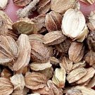 300Pcs A Set Glehnia  Seed ProQgf