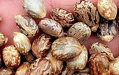 100Pcs A Set Ricinus communis Seed ProQgf