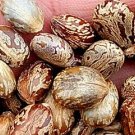 100Pcs A Set Ricinus communis Seed ProQgf