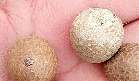 20Pcs A Set  Areca catechu  Seed ProQgf