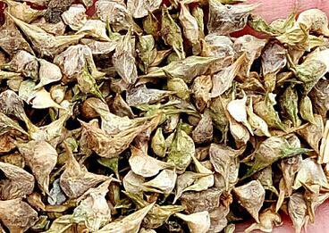 3000Pcs A Set  Spinacia oleracea Seed ProQgf