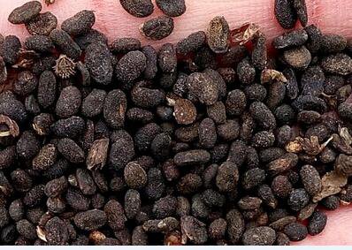 2000Pcs A Set  Psoralea corylifolia Seed ProQgf