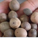 50Pcs A Set  Butia capitata Seed ProQgf