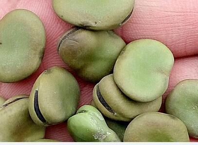 20Pcs A Set Vicia faba  Seed ProQgf