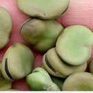 20Pcs A Set Vicia faba  Seed ProQgf