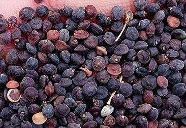1000Pcs A Set Dodonaea viscosa Seed ProQgf