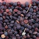 1000Pcs A Set Dodonaea viscosa Seed ProQgf