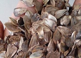 500Pcs A Set Silphium perfoliatum Seed ProQgf