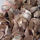 500Pcs A Set Silphium perfoliatum Seed ProQgf