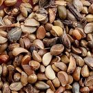 500Pcs A Set Malus halliana Koehne Seed ProQgf