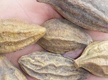 30Pcs A Set Terminalia chebula  seed ProQgf