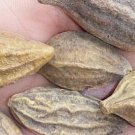 30Pcs A Set Terminalia chebula  seed ProQgf