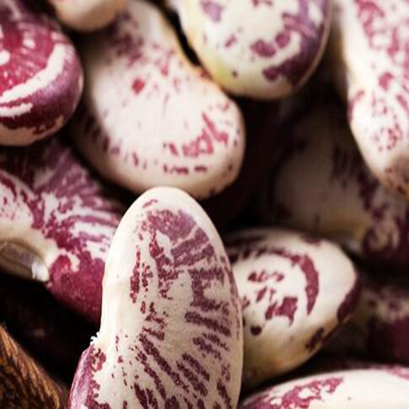 300Pcs A Set colorful bean seed ProQgf