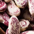 300Pcs A Set colorful bean seed ProQgf
