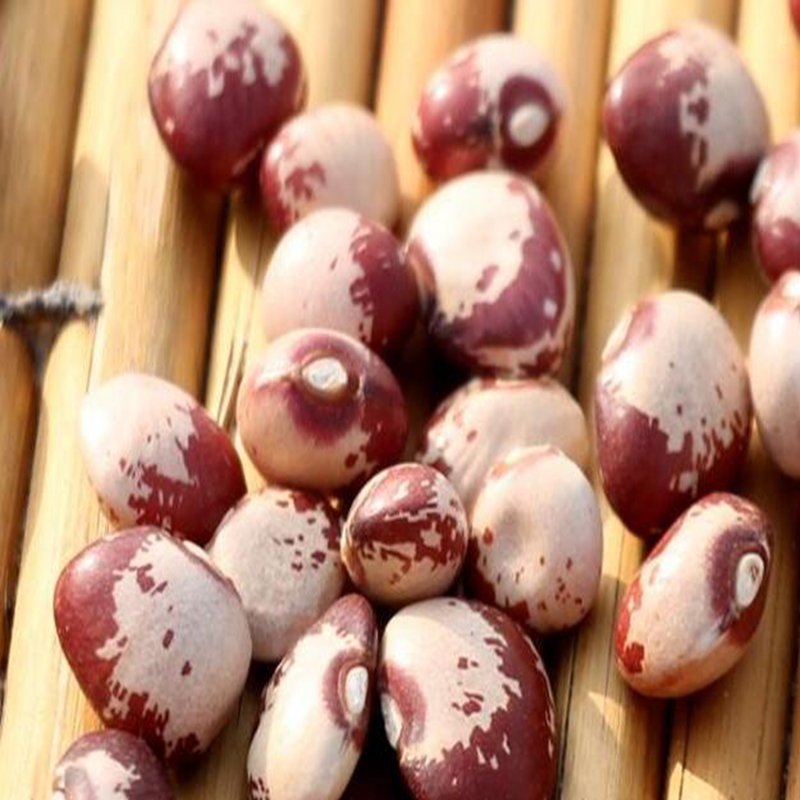 300Pcs A Set panda bean seed ProQgf