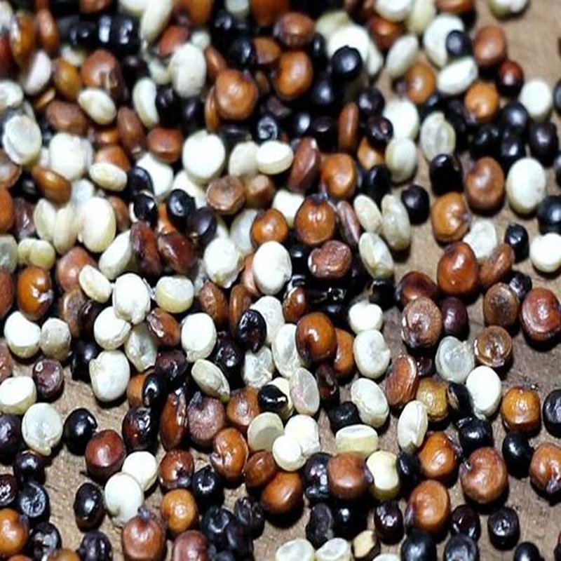 2000Pcs A Set Chenopodium quinoa seed ProQgf