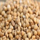 300Pcs A Set Coix chinensis seed ProQgf