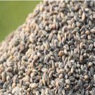 2000Pcs A Set black Triticum aestivum seed ProQgf