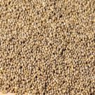 5000Pcs A Set black little rice seed ProQgf