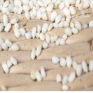 3000Pcs A Set  Glutinous rice Seed ProQgf