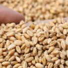 3000Pcs A Set mairenmi Seed ProQgf
